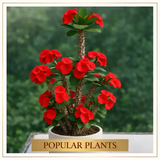 Popular Plants.png